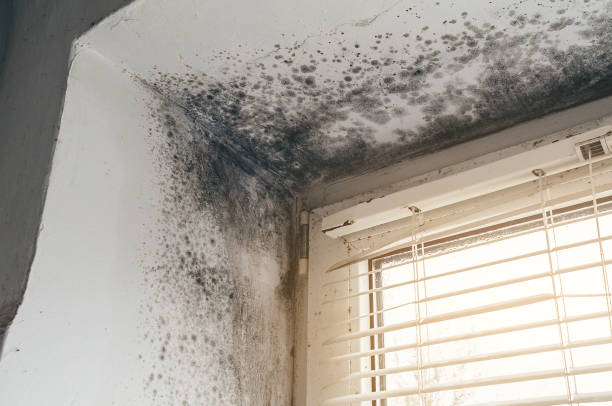 Affordable Attic Mold Remediation solutions in Sykesville, MD